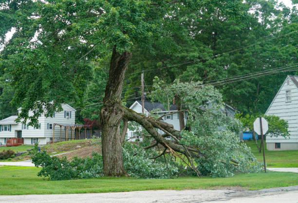 Best Tree Disease Treatment  in Baxter Estates, NY